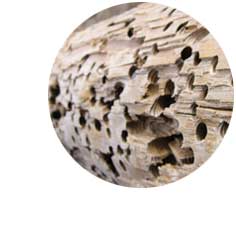 Homepage von Dr. Susanne Schmidt. Sportmedizin | Akupunktur | Chirotherapie